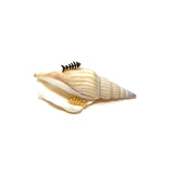 Golden Fishbone Stud Earrings