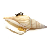 Golden Fishbone Stud Earrings